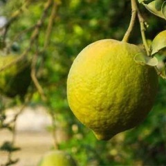 棘のないレモンの木を譲ってください。 その他柑橘類の木、シークワ...