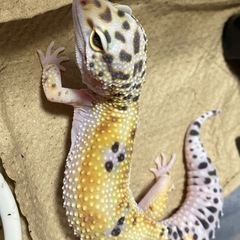 レオパードゲッコー