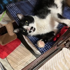 目が綺麗、髭模様が可愛いです