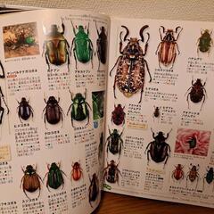 昆虫図鑑　講談社　DVD 付き‼の画像