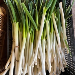 規格外白ネギ3kg