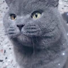 【トライアル中】募集一時停止🌚まんまる💕🐈‍⬛ブリティッシュショ...