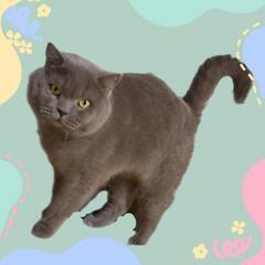 【正式譲渡】募集一時停止🌚まんまる💕🐈‍⬛ブリティッシュショートヘア🐈‍⬛💫ブルーノ君💙4歳🐾人慣れ慣れBOY❣️ - 猫