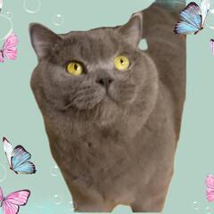 【正式譲渡】募集一時停止🌚まんまる💕🐈‍⬛ブリティッシュショートヘア🐈‍⬛💫ブルーノ君💙4歳🐾人慣れ慣れBOY❣️ - 名古屋市