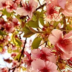 関東 季節を感じるお散歩＆グルメ仲間募集！✨🌸🌿🚶‍♂️📸🍽️🚃  
