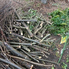 ケヤキの丸太と小枝の画像