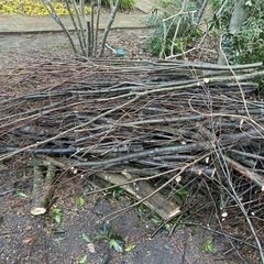 ケヤキの丸太と小枝の画像