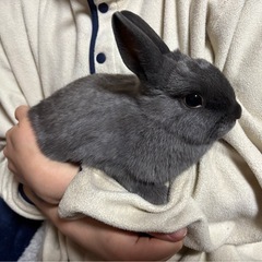 (里親さん決まりました)ネザーランドドワーフ★11月10日生まれ女の子