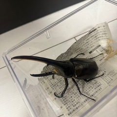 ヘラクレスオオカブトの画像