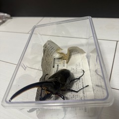 ヘラクレスオオカブトの画像