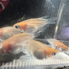 レッドクリフメダカ 紅白タイプ ダルマ体型の画像