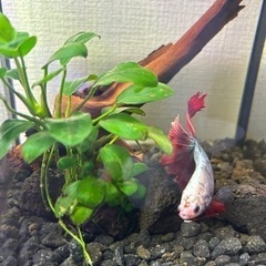 趣味友達募集ー♪