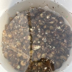 ヒメタニシ
