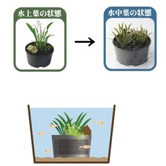 水草ナガバオモダカ　1ポットの画像