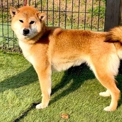 柴犬の女の子！！
