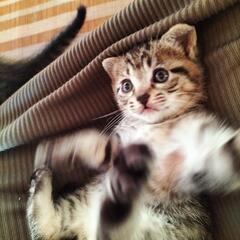 子猫　1歳未満の女の子になります。