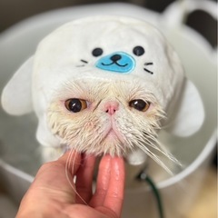 トリマーさん募集