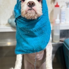 トリマーさん募集の画像
