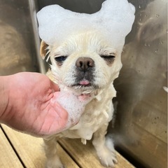 トリマーさん募集の画像