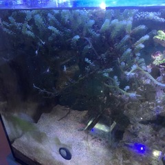 海ぶどう