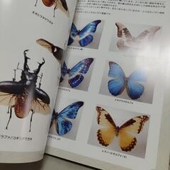 大昆虫展　パンフレットの画像
