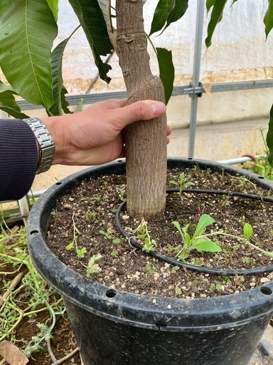 【マンゴー苗】ナムドクマイ