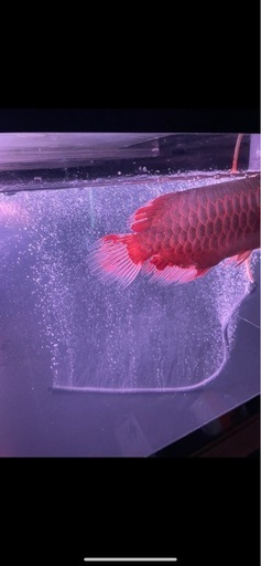 熱帯魚