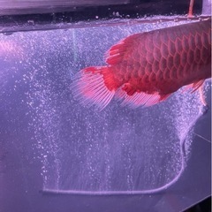 熱帯魚の画像
