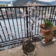 山桜 。1m超  苗木 