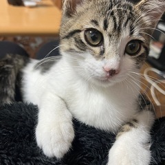 可愛い兄弟2匹です𓃠‪《トライアル中です！》 − 熊本県