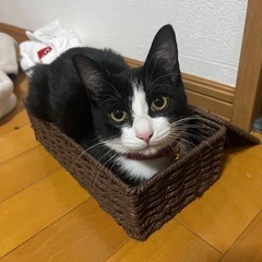 可愛い兄弟2匹です𓃠‪《トライアル中です！》 - 猫