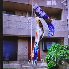 庭用鯉のぼり