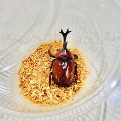 国産カブトムシ　オス・メス