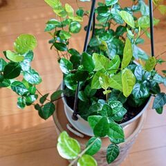丈夫で艷やか🌿ハツユキカズラ／２株植え吊り鉢〜地植え出来る方にの画像