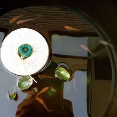 スーパーレッド　またはそこから産まれた子供の画像