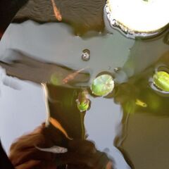 スーパーレッド　またはそこから産まれた子供の画像