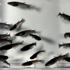 オロチメダカ　めだか　２ペア　５００円　幼魚→若魚