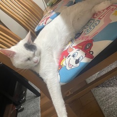 甘えん坊猫ちゃん