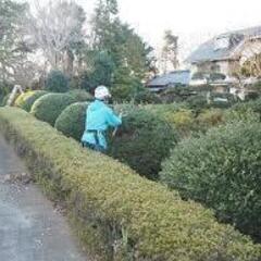 造園・街路樹剪定！！浦安市内！経験者歓迎！日当￥11，000～  の画像