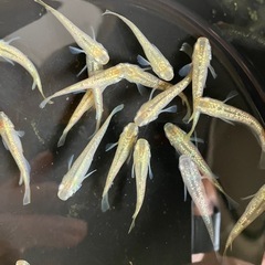 成約済み　　メダカ　シャンパンゴールドラメ　7匹の画像