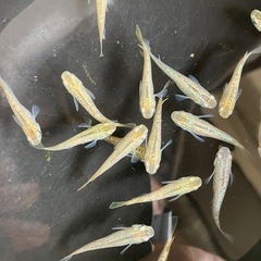 成約済み　　メダカ　シャンパンゴールドラメ　7匹の画像
