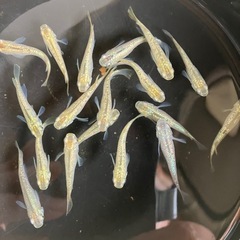 成約済み　　メダカ　シャンパンゴールドラメ　7匹の画像