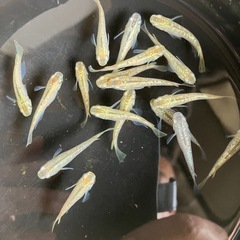 成約済み　　メダカ　シャンパンゴールドラメ　7匹の画像