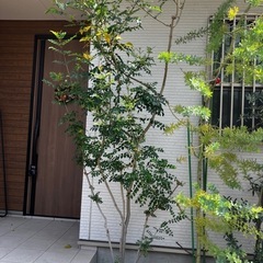 シマネトリコ