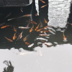 めだかメダカ雲州三色メダカ(10匹1500円！)
