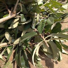 ビワの葉切りたての画像