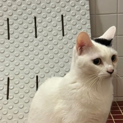 保護猫　　男の子女の子　 - 小松市