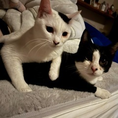 保護猫　10ヶ月　男の子女の子