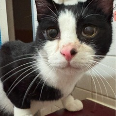 保護猫　　男の子女の子　 - 猫