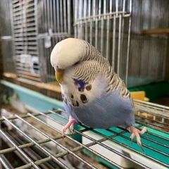 ジャンボセキセキインコ手乗りよく慣れて居ます　　4か月です